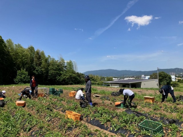 ジャガイモ収穫 アソシエ 介護 福岡市
